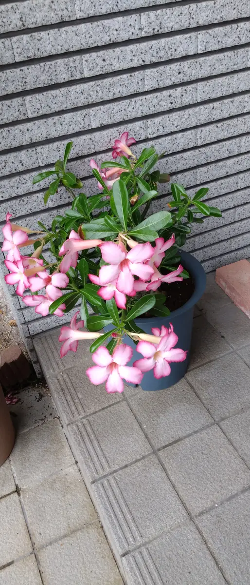 砂漠のバラという多肉植物を育てて3年くらいでようやく花をつけ