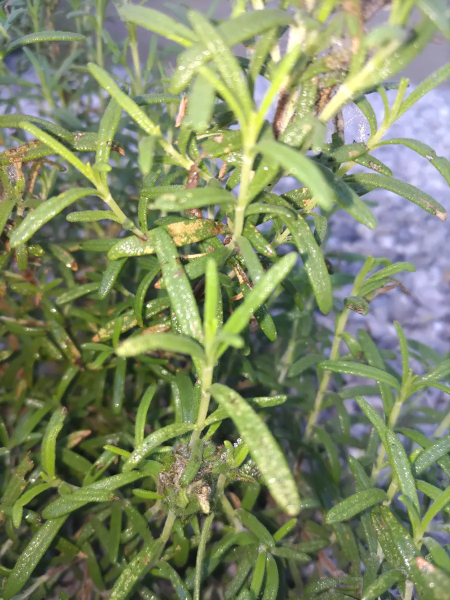 Rosemary様おまとめページ （春に植えたローズマリーですが白い点々が 