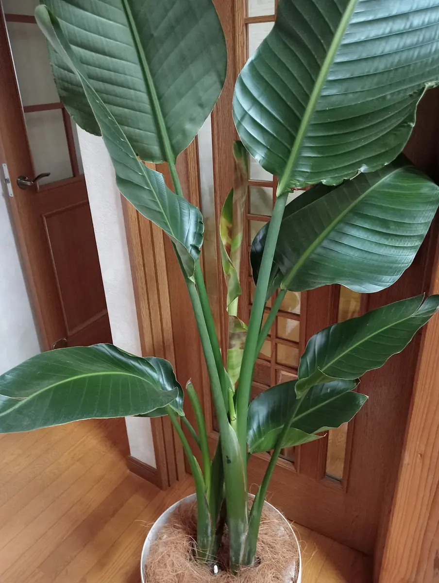 この春に購入したオーガスタに新しい葉っぱが出てきましたが