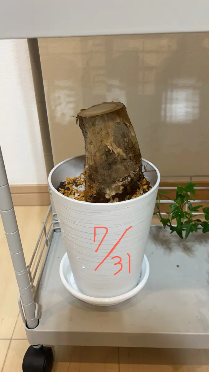 初心者です！編み込みパキラの幹が腐ってしまったので、強剪定