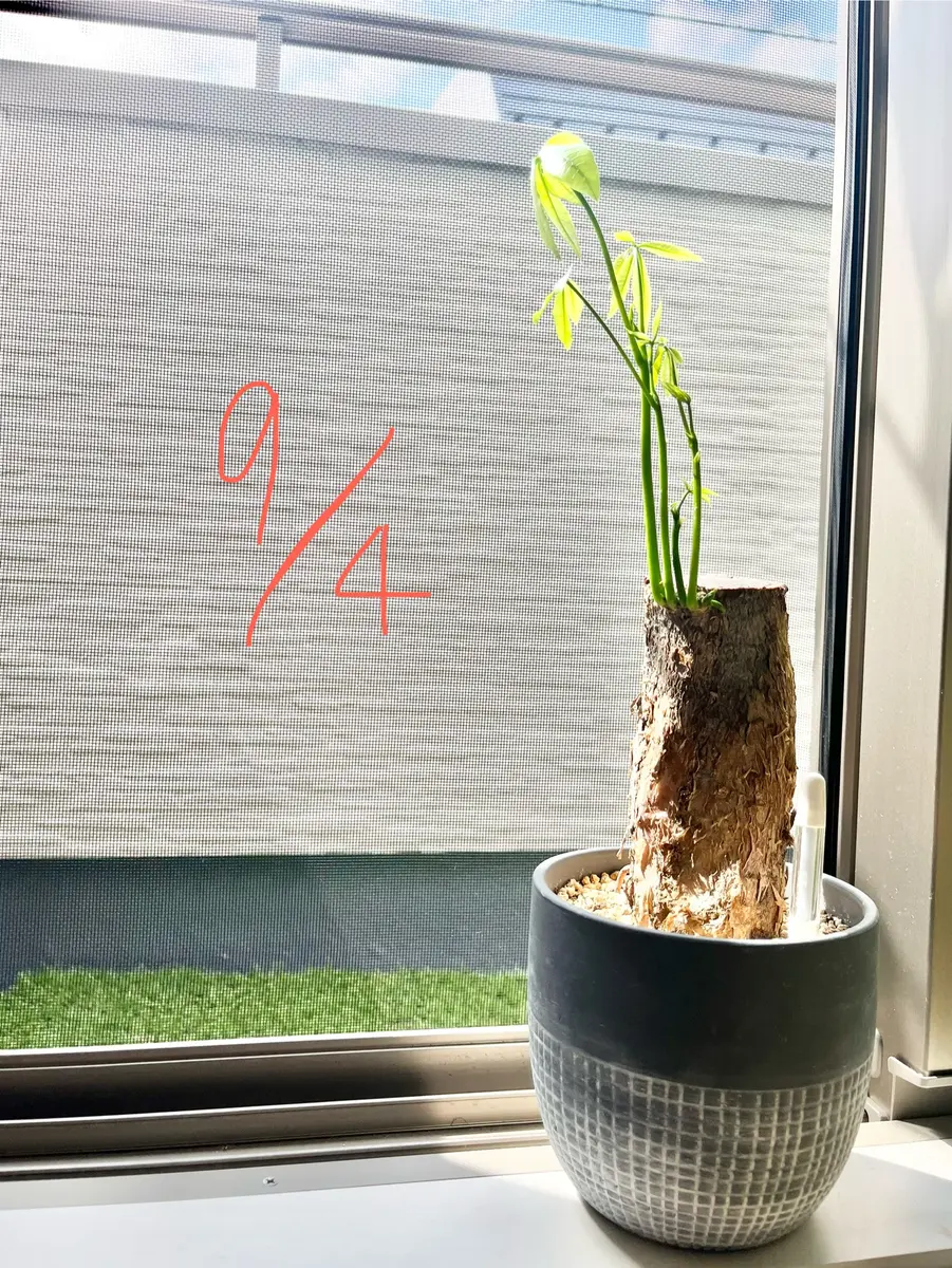 初心者です！編み込みパキラの幹が腐ってしまったので、強剪定