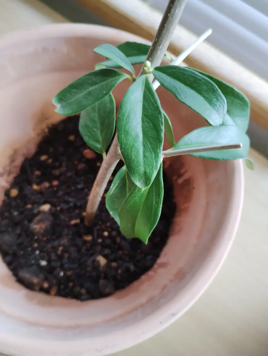 いただいた切り花に入っていたオリーブの枝、いつまでも青々し いただいた切り花に入っていたオリーブの枝、いつまでも青々し