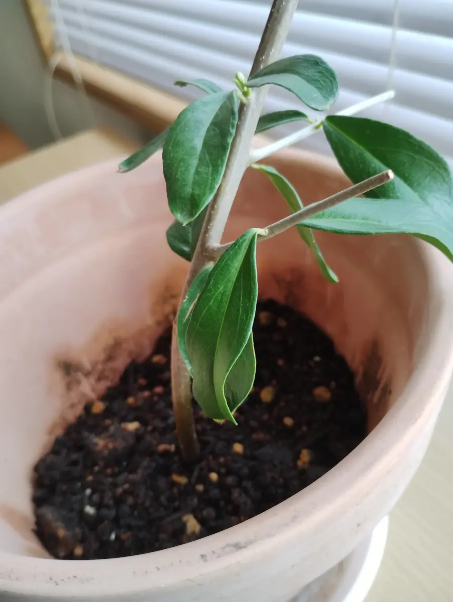 斑入りオリーブ切り枝（2本入） 【公式通販】