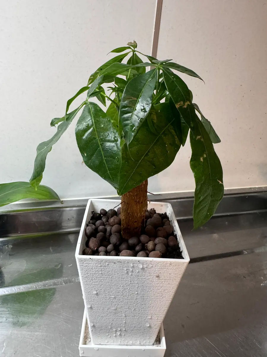 観葉植物 パキラ アクアティカ 博多育ち 朴 8号鉢 観葉植物 パキラ アクアティカ 博多育ち 朴 8号鉢