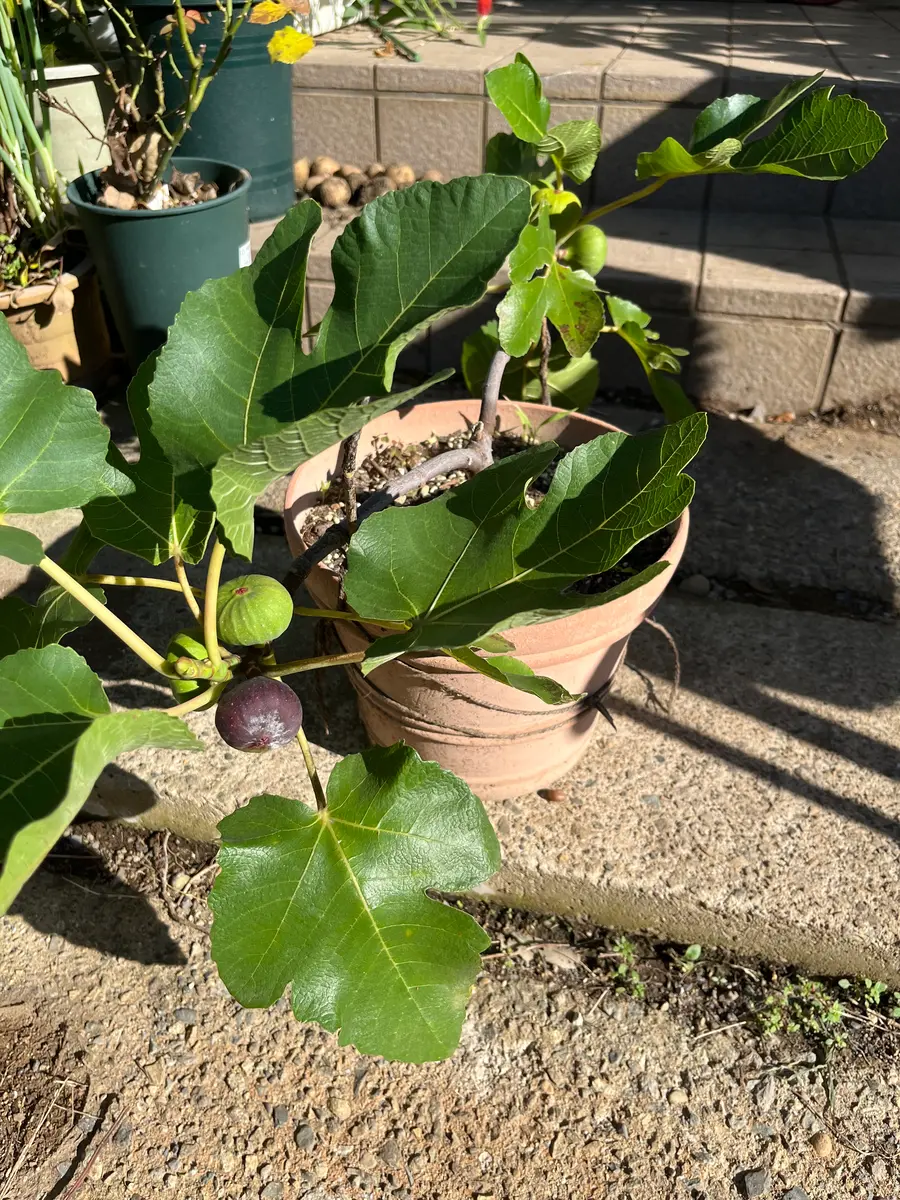 イチジクの良苗。Black Madeira 【公式通販】