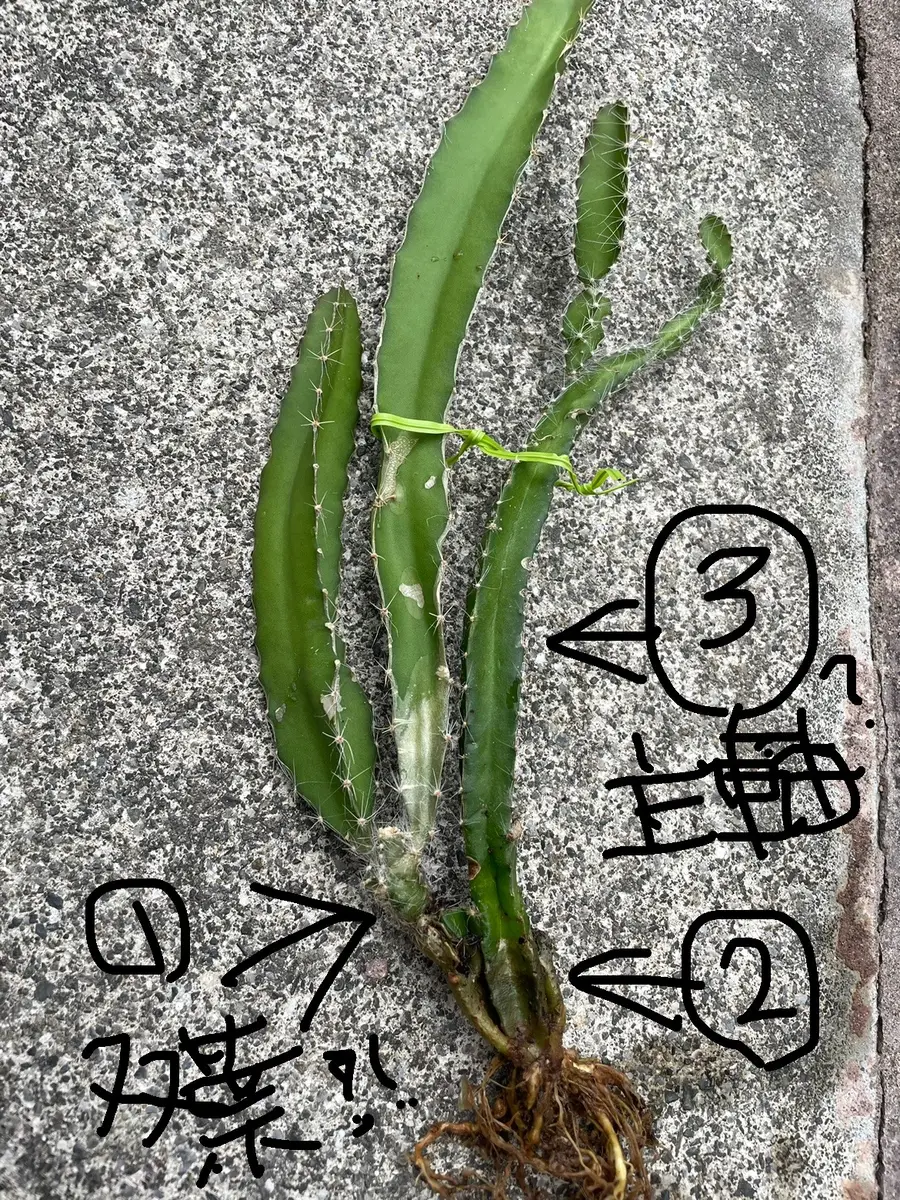 ドラゴンフルーツの苗について相談です。今育てているドラゴ｜園芸