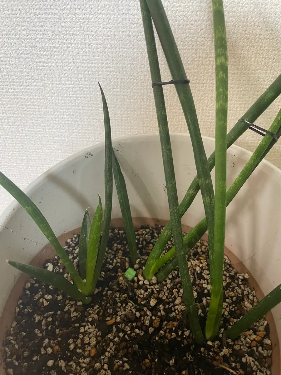 初めて質問します。サンスベリアスタッキーを3年ほど前に購入｜園芸
