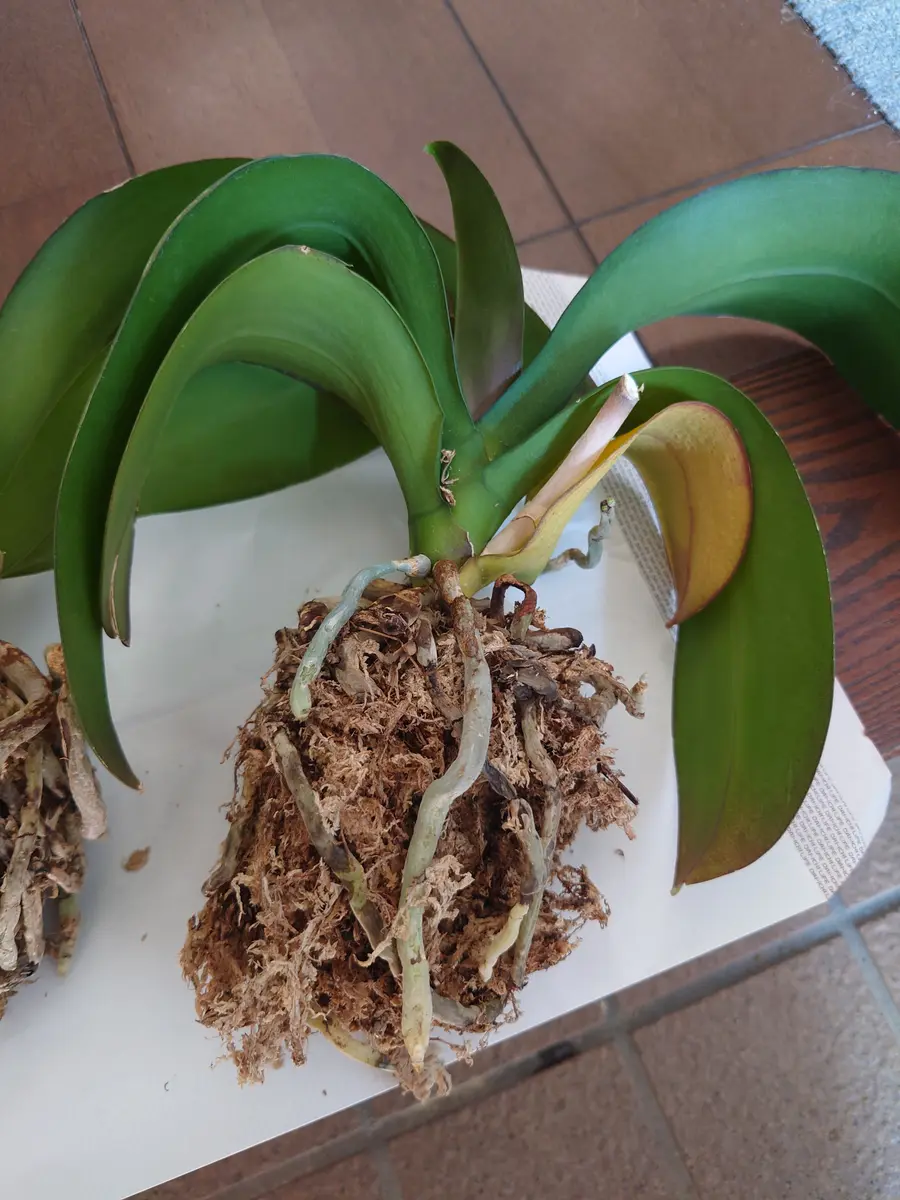 贈答用でいただいた胡蝶蘭です。大きな鉢にこのままの状態で植