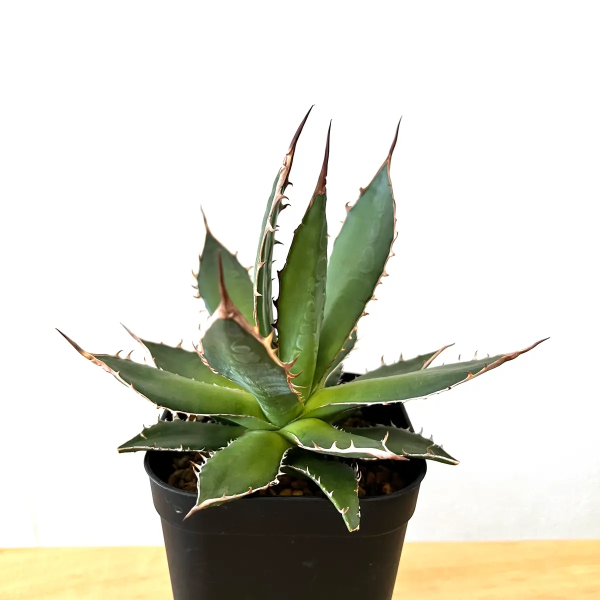 アガベ ホリダ アガベ ホリダ | GREEN LUCK