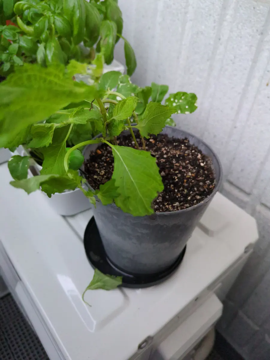 メルカリで苗を購入しました。見様見真似で水耕栽培と、鉢植え