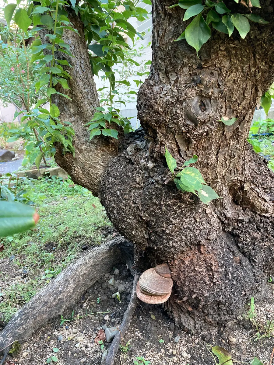 いつもお世話になっていますもう何年も前から梅の木の下の方に