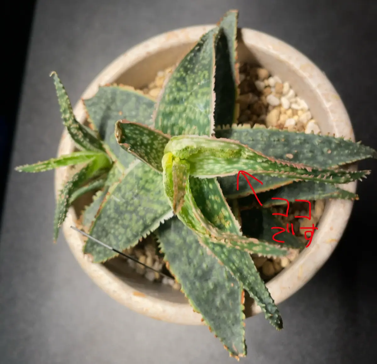 園芸・サイト初心者のため、至らないところがあったらすみません...｜園芸相談Q＆A｜みんなの趣味の園芸