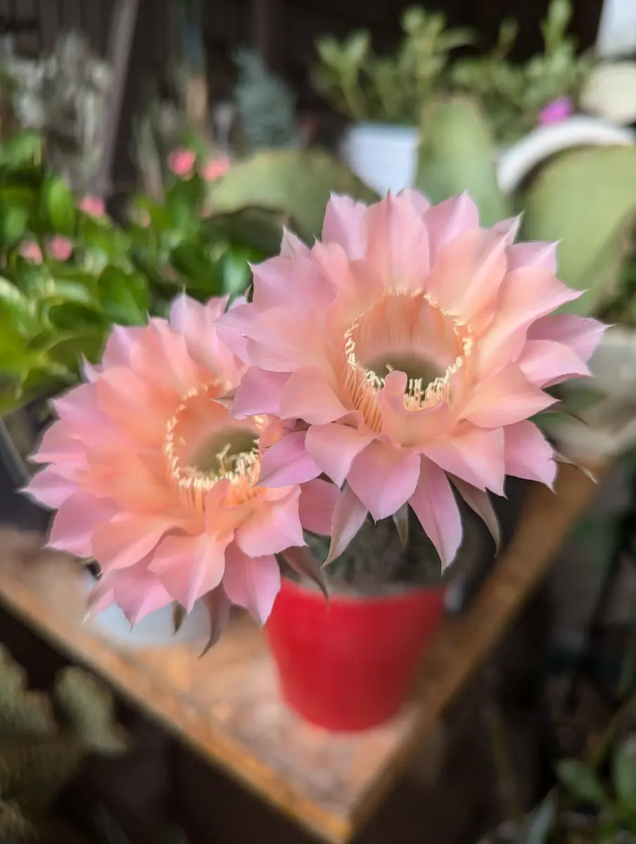 サボテンさん　専用 88歳になる母から頂いたサボテンの名前が知りたいです。宜しく