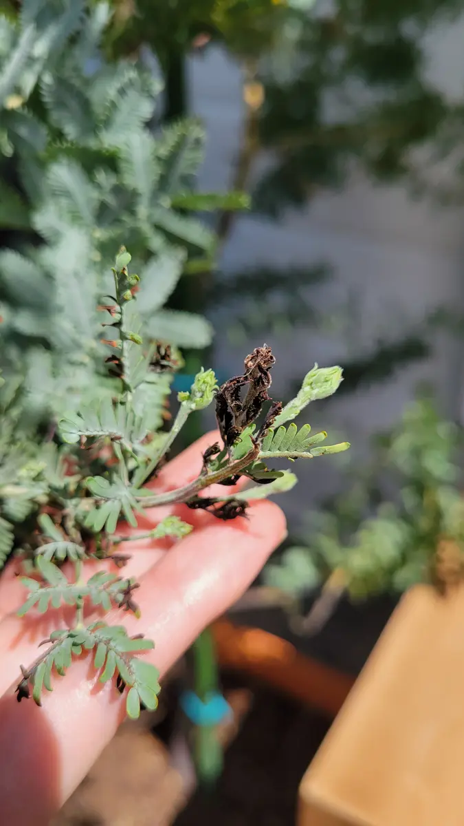 ミモザアカシアを屋外鉢植えで育てています。今年の4月に植え