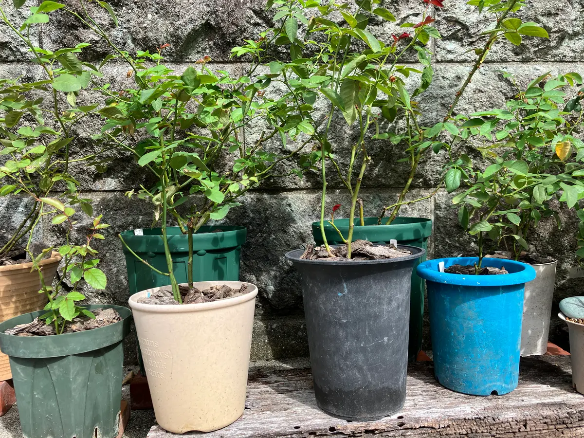 レア 切花品種 剪定済み バラ バラ苗 ソルファ 挿し木 大苗
