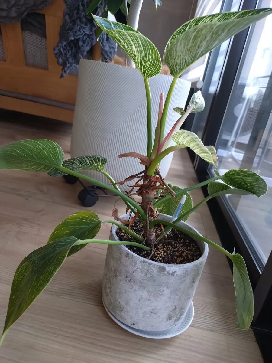 フィロデンドロンバーキンについて教えてください。こちらは1