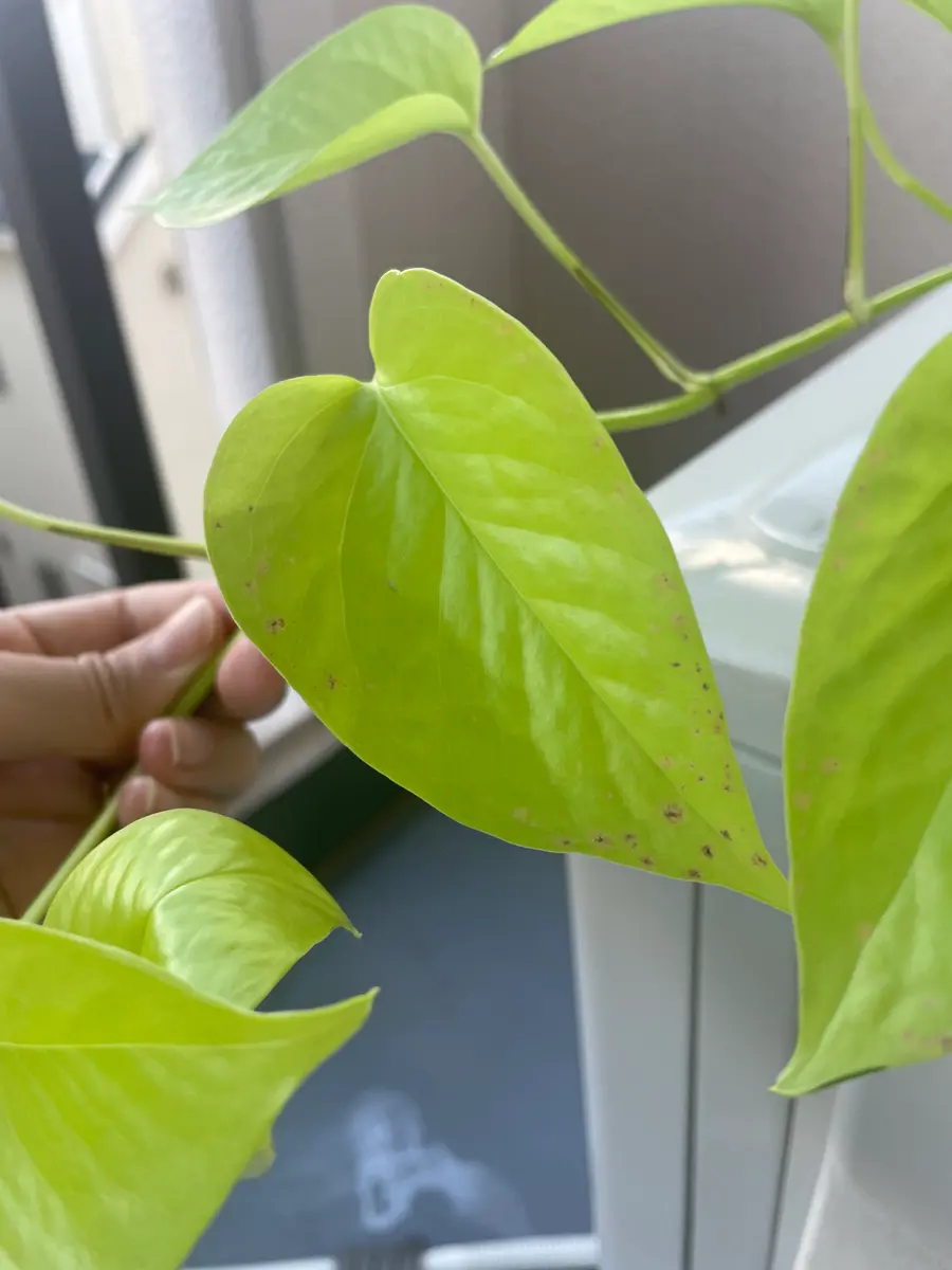 初めまして。ポトスを育てた2年目なのですが、葉っぱに薄茶色｜園芸