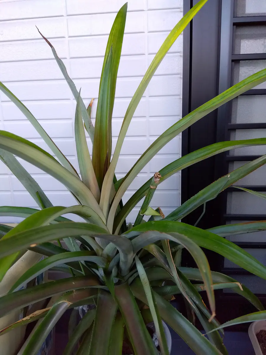 パイナップル株植物