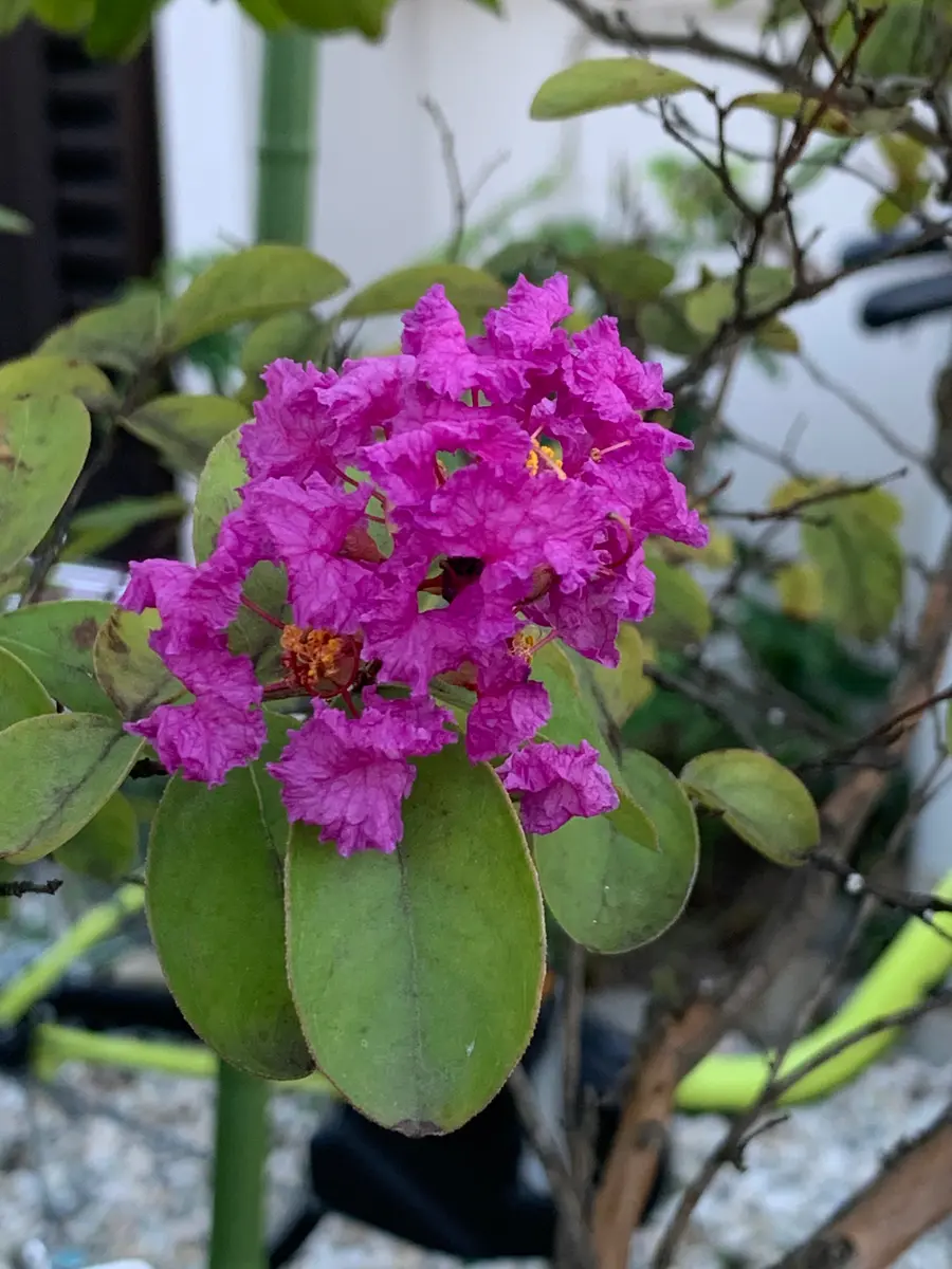 サルスベリの品種名を教えてください。いつもお世話になります