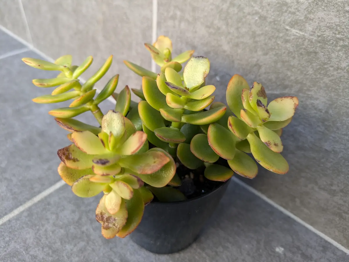 極太　斑入り　成金草　金の成る木　マネーツリー　多肉植物 緑と黄色の葉 極太 斑入り 成金草 金の成る木 マネーツリー 多肉植物 緑と黄色の