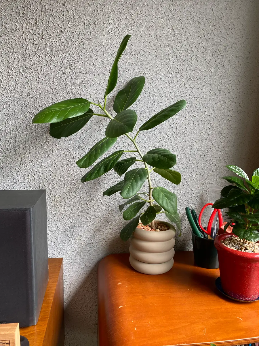 観葉植物 フィカスベンガレンシス 2mほど