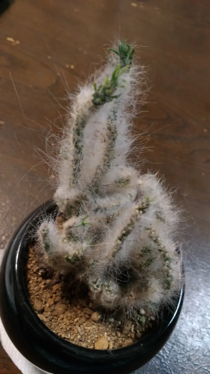 このサボテンの種類を調べていますが、はっきりしません。変わ