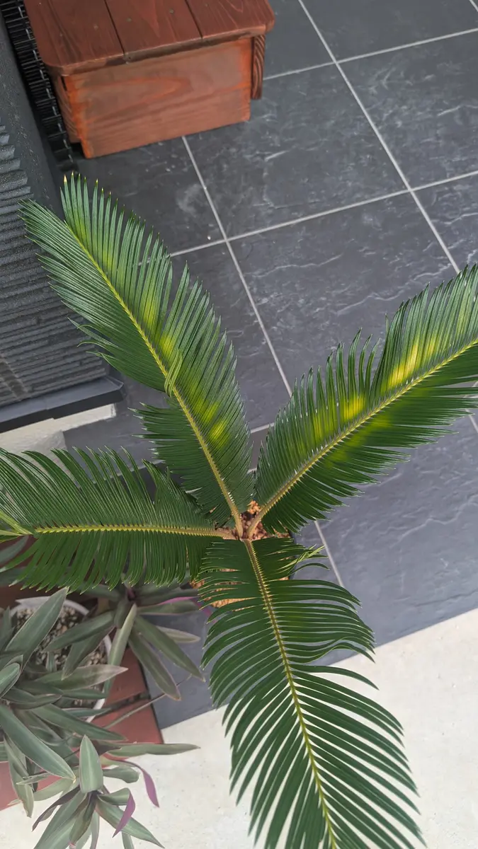 ソテツ 約95センチ 10号　葉をカットして新芽まち　白鉢 ソテツの葉をカットしたら… | PlantsGardenParadise