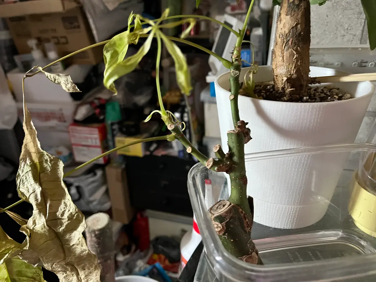 パキラの幹が調子悪い、幹が柔らかい部分をとり殺菌剤を塗りま