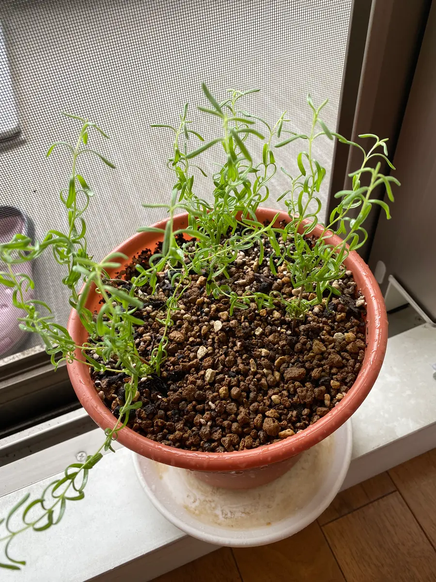 イングリッシュラベンダー　挿し穂　10本 イングリッシュラベンダー 挿し穂 10本