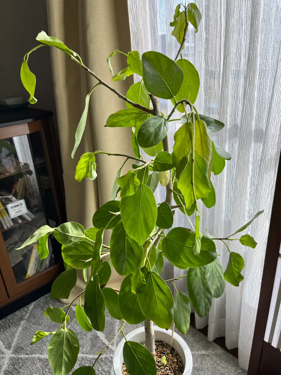 初めまして。今年から観葉植物を育て始めた者です。ゴムの木、｜園芸相談Q＆A｜みんなの趣味の園芸