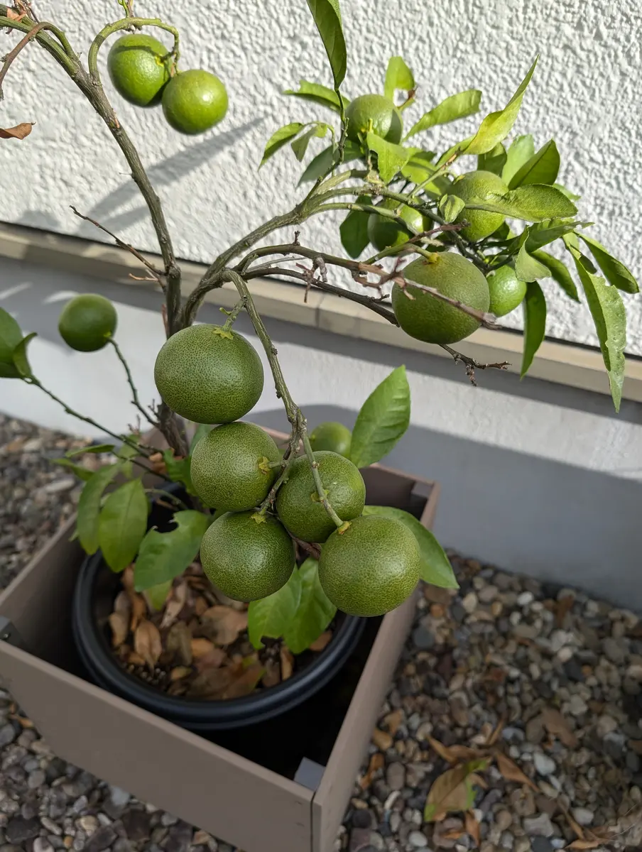 みかんの木 ♪週末セール✮様 みかんの木様専用♪