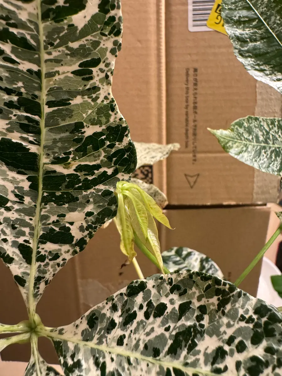 手に入りづらい斑入りのパキラとは？| 観葉植物の基礎知識|APEGO