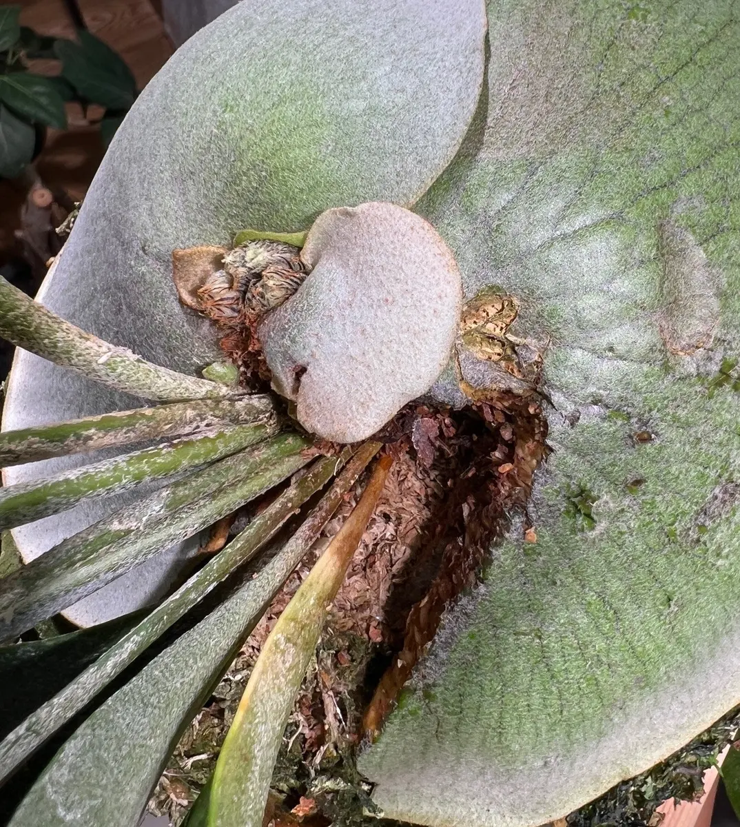 こんにちは。ビカクシダに成長点が2つあるのか確認してもらい