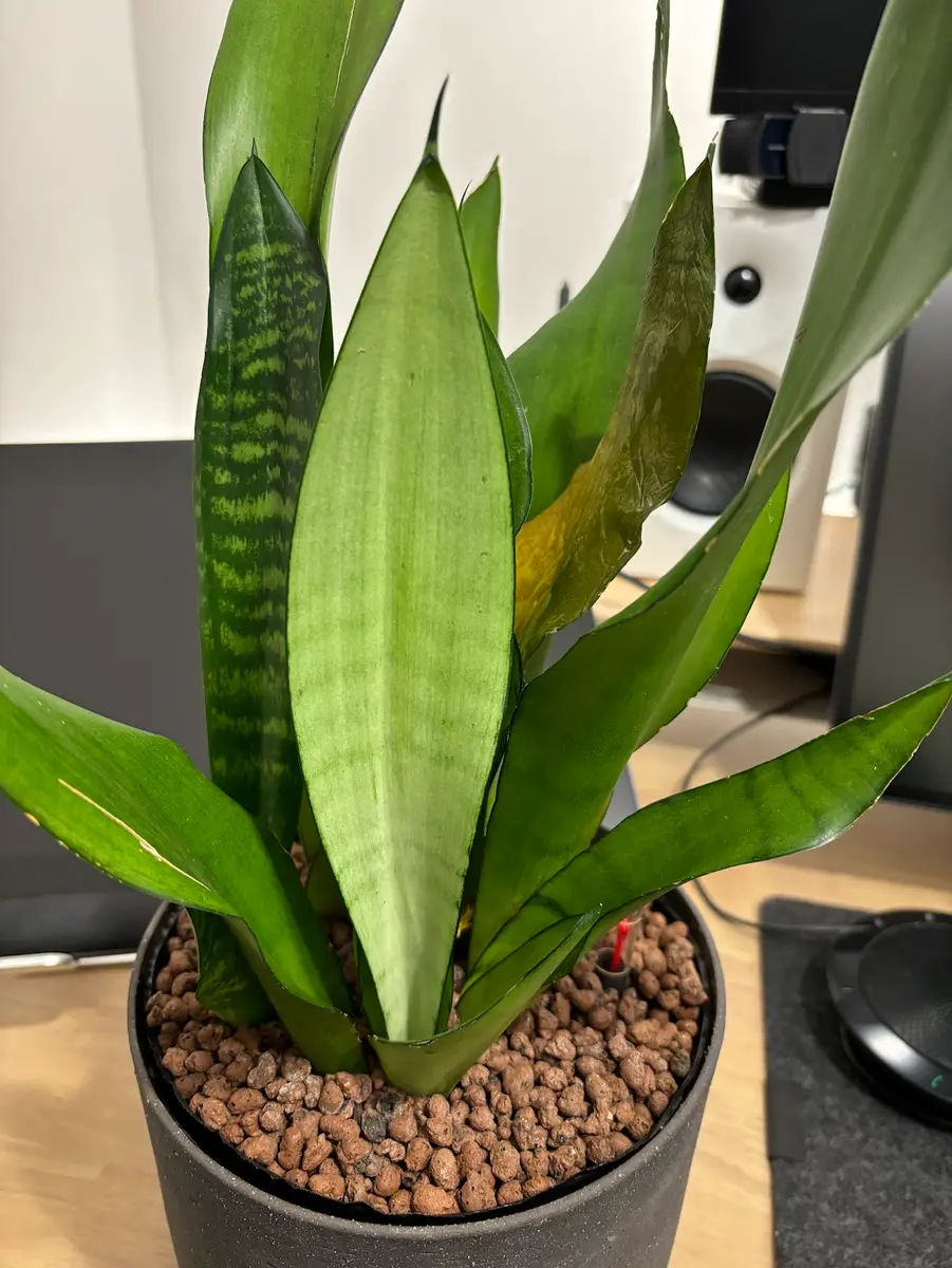 タイムセール 探し方 サンスベリア 観葉植物 ムーンシャイン 植え込み発送 陶器鉢 サンスベリア