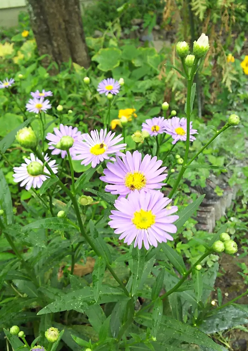 今庭に咲いている写真の花についてお尋ねします。強健でどこで 