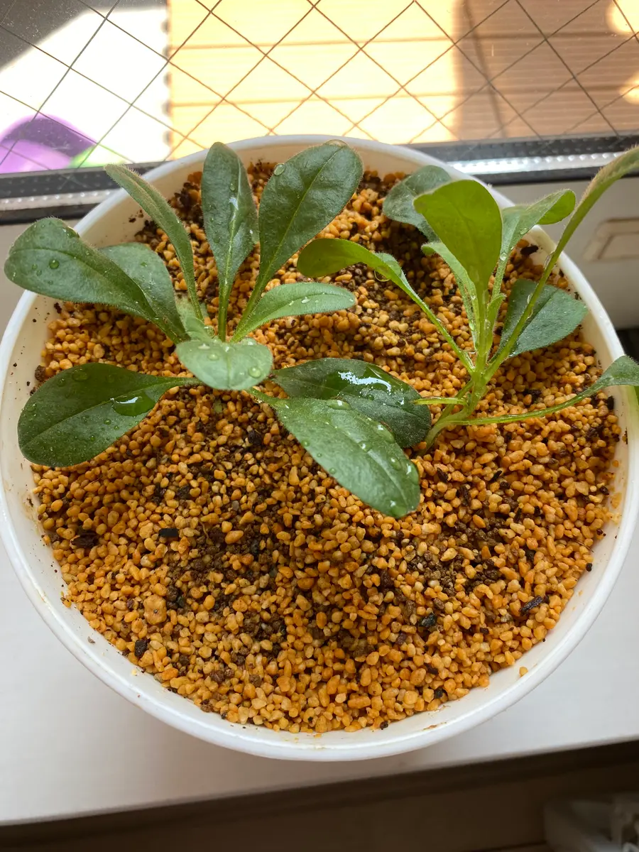 リクエスト　クロタネ草さま リクエスト クロタネ草さま リクエスト クロタネ草さま