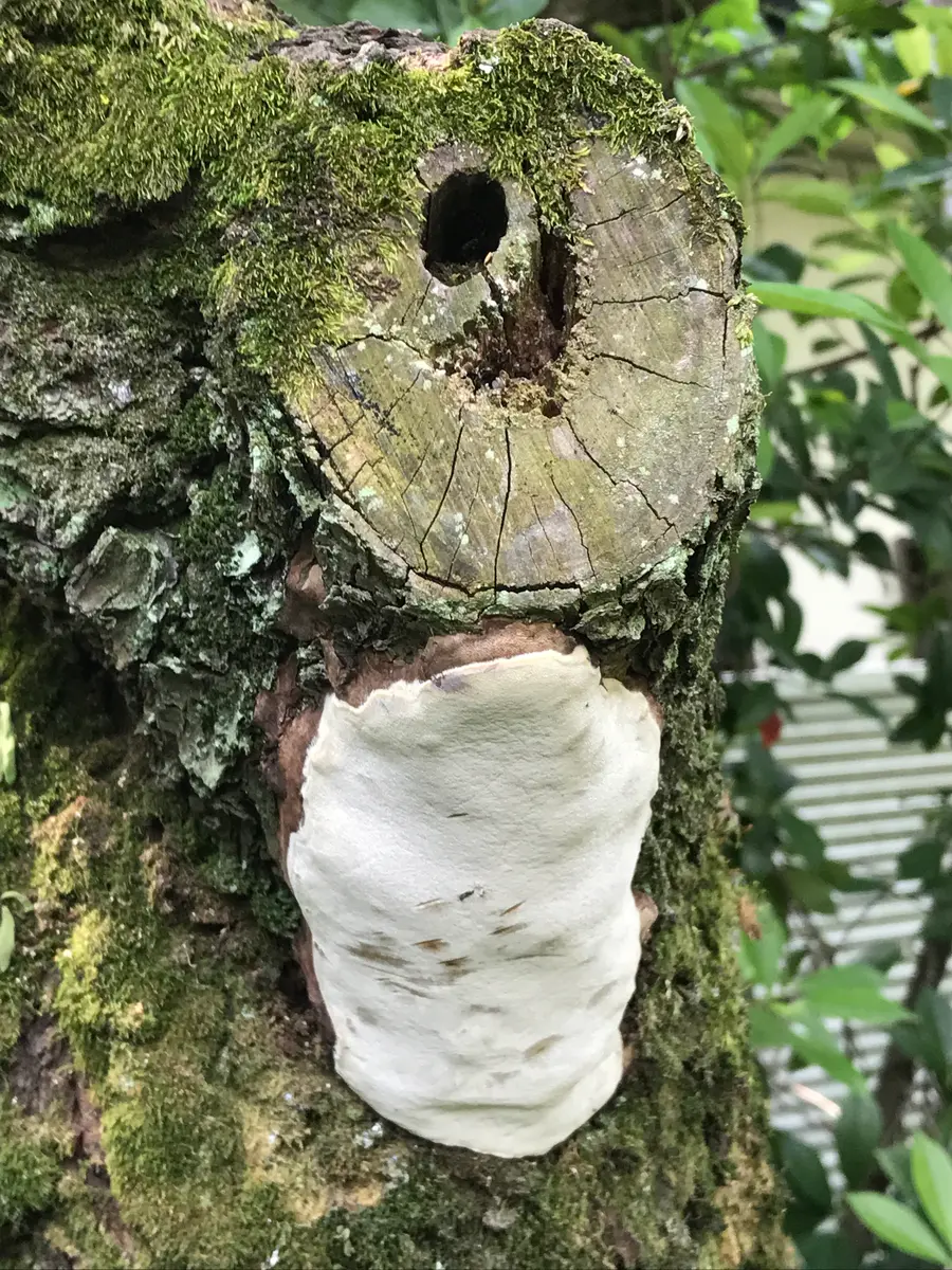 余り日当たりのよくない庭の隅にある50年以上経つ梅の木で、木