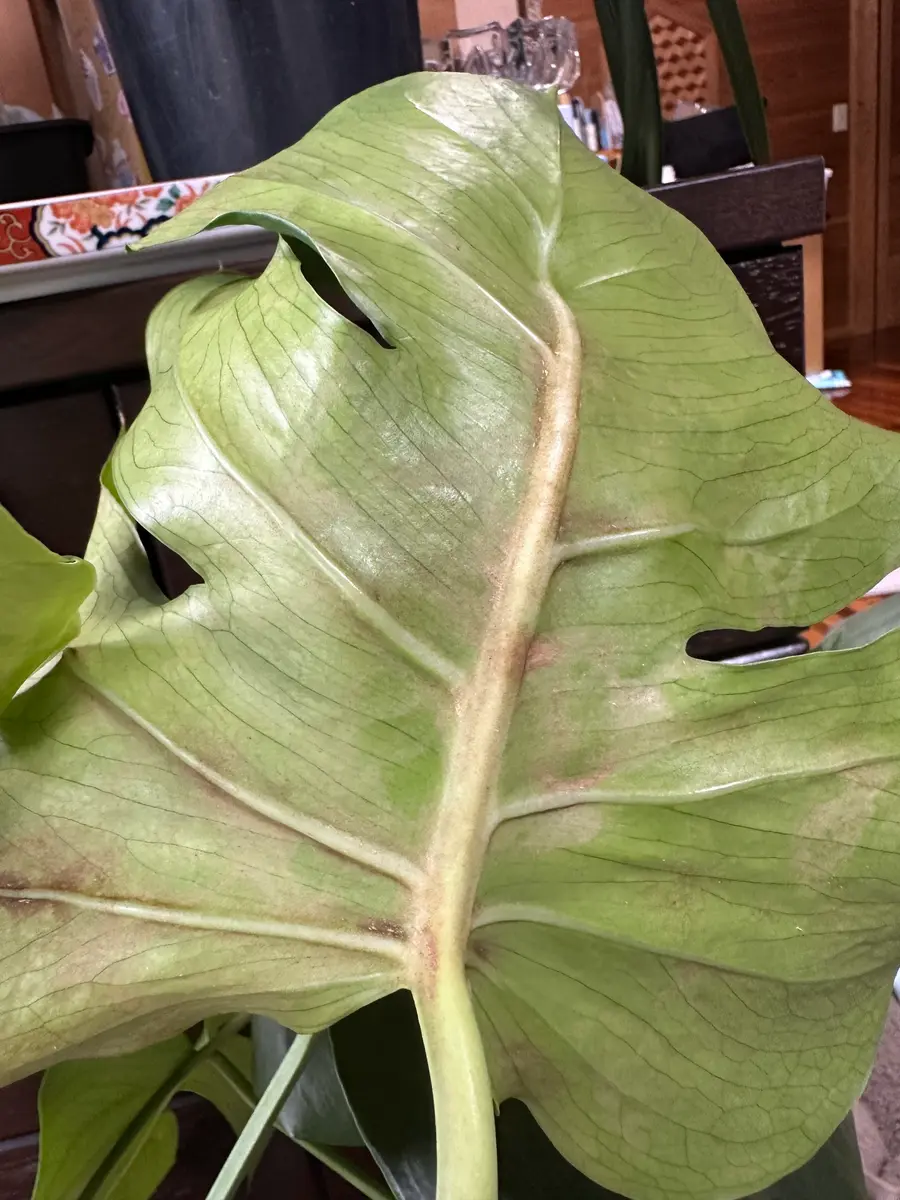 モンステラですが、葉の裏が茶色くなってきました病気でしょう 