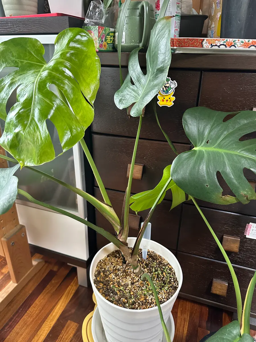 モンステラ　テーブル　葉っぱ　ブラウン モンステラ テーブル 葉っぱ ブラウン