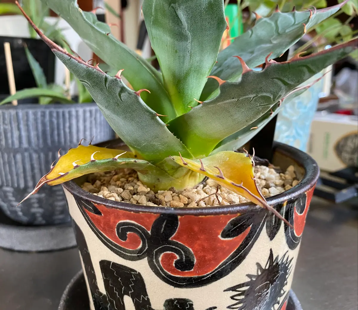 アガベ　　パラサナ　鉢植えのまま発送 パラサナと言うアガベが急に下葉から黄色くなって来ました。水
