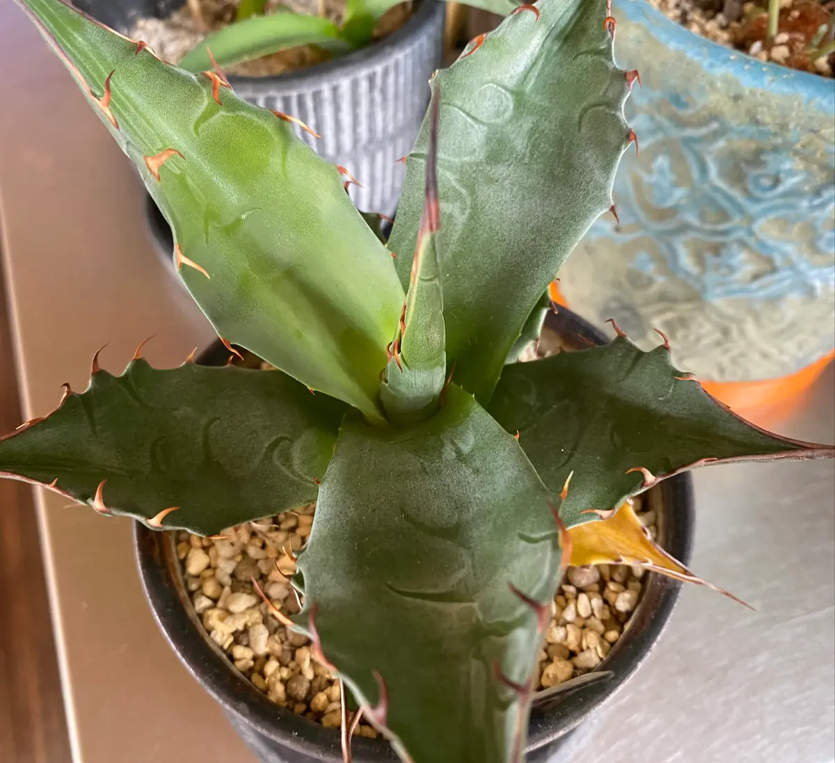 パラサナと言うアガベが急に下葉から黄色くなって来ました。水