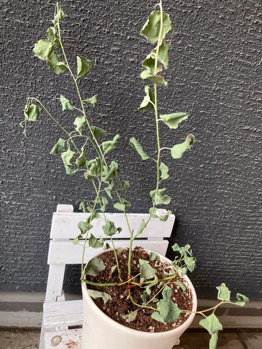 1週間前に買ったユーカリポポラスが枯れてしまいました。水やり