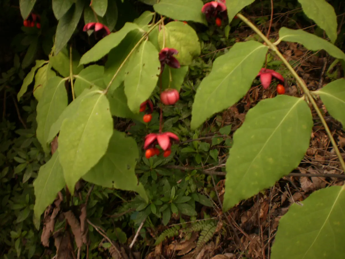 赤い実 数年前に植えて何の木か不明です木は1m30cmの高さです最