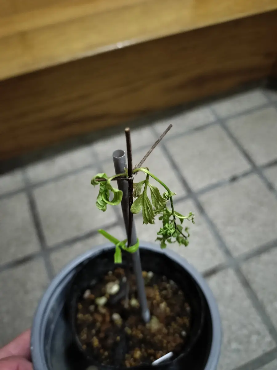 クトウテン 鉢のみ 植物はつきません クトウテン 鉢のみ 植物はつき