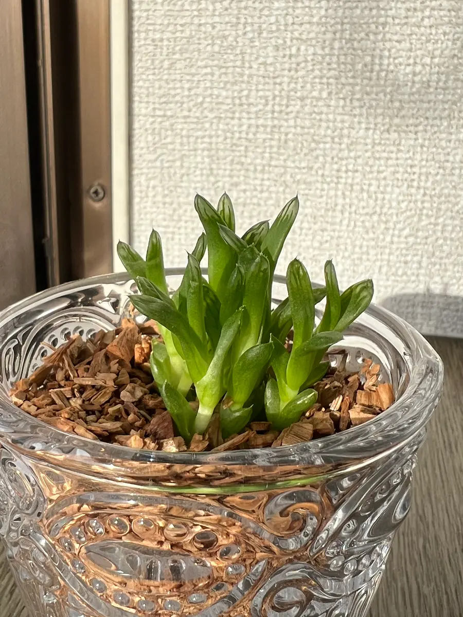 ハオルチアセット 多肉植物：ハオルチア 十二の巻*S 幅6cm : 遊恵盆栽