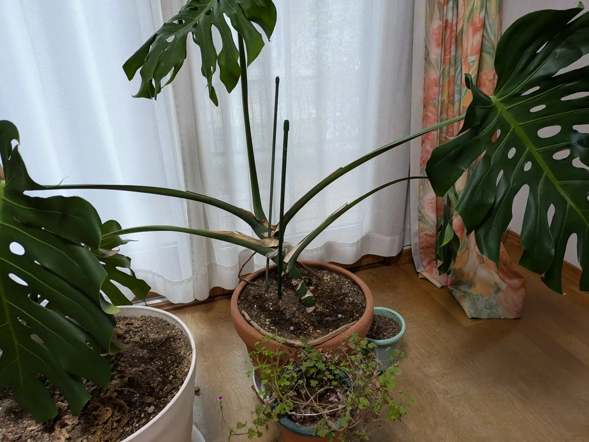 22日夕方pick up 50%引】観葉植物モンステラ親株 - ガーデニング - ガーデニング