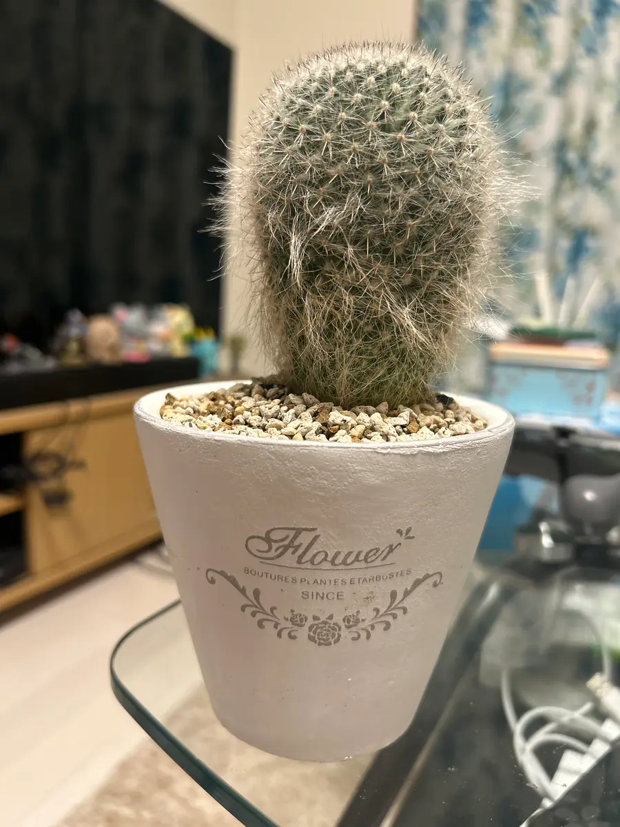 お世話になります。昨年の今頃お迎えした玉翁なのですが、1年｜園芸