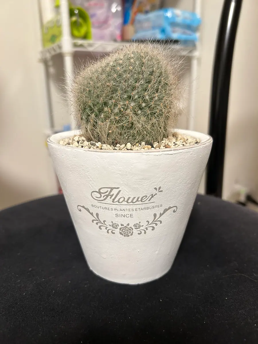 お世話になります。昨年の今頃お迎えした玉翁なのですが、1年｜園芸