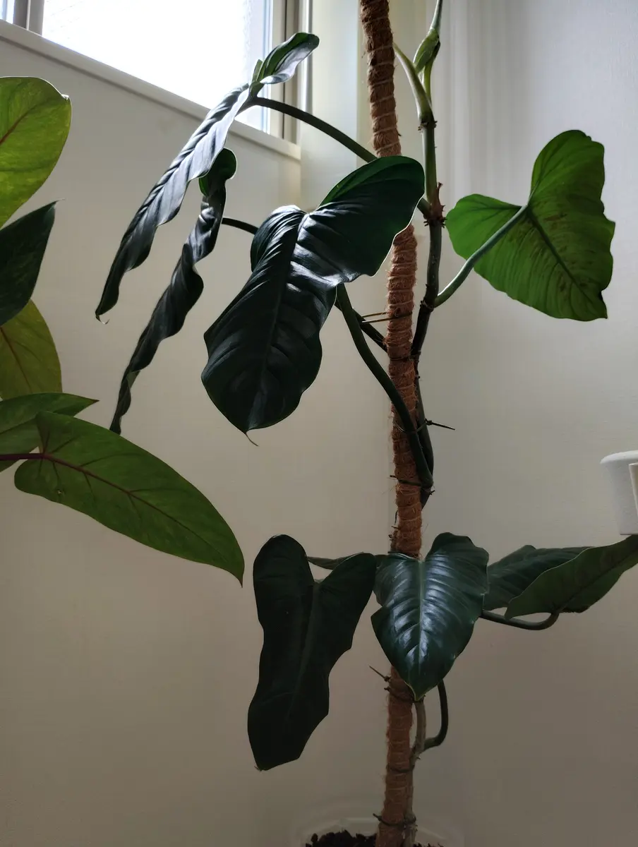 フィロデンドロンの切り戻し初めて質問します。観葉植物大好き