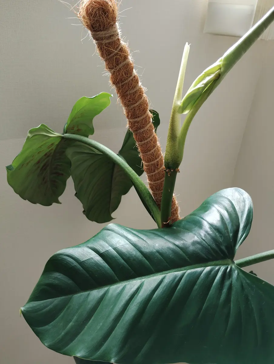 フィロデンドロンの切り戻し初めて質問します。観葉植物大好き